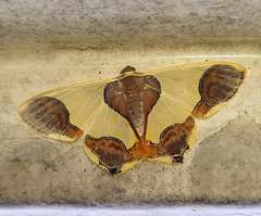 Plutodes subcaudata