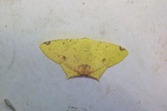 Nepheloleuca floridata