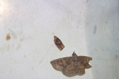 Argyrotaenia amatana