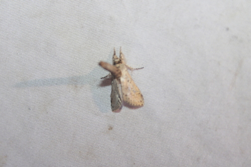 Motya abseuzalis
