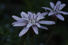 Calorezia prenanthoides