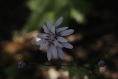 Calorezia prenanthoides
