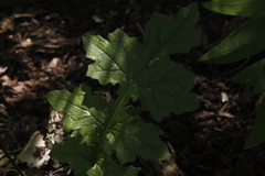 Calorezia prenanthoides