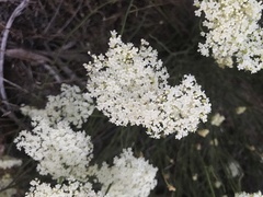 Platysace juncea