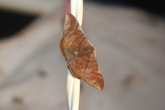 Sphacelodes vulneraria