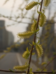 Salix babylonica
