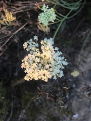 Platysace juncea