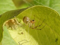Pityohyphantes