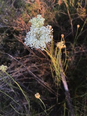 Platysace juncea