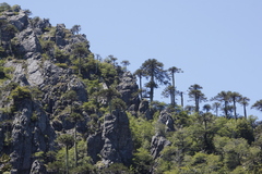 Araucaria araucana