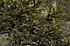 Araucaria araucana