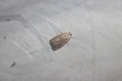 Dichogama redtenbacheri