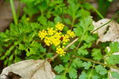 Tauschia texana