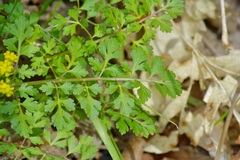 Tauschia texana