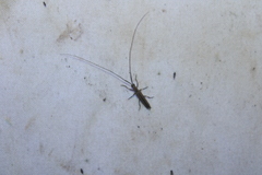 Hippopsis lemniscata