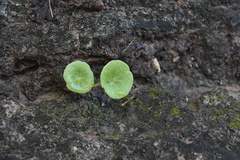 Umbilicus rupestris