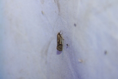 Acrolophus walsinghami