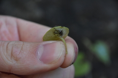 Umbilicus rupestris