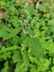 Chenopodium ficifolium