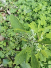 Chenopodium ficifolium