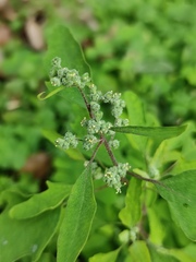 Chenopodium ficifolium