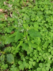 Chenopodium ficifolium