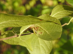 Pityohyphantes