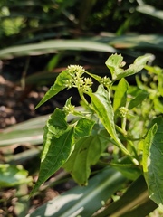 Mikania micrantha