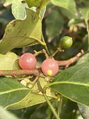 Glycosmis parviflora