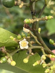 Glycosmis parviflora