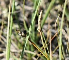 Carex filifolia