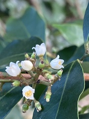 Glycosmis parviflora