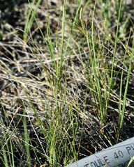 Carex filifolia