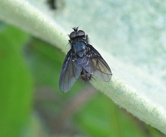 Helina latitarsis