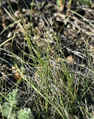 Carex filifolia