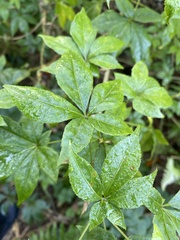 Eleutherococcus senticosus