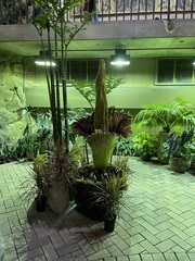 Amorphophallus titanum