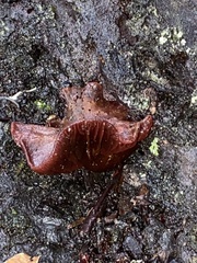 Tubaria punicea