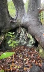 Tubaria punicea