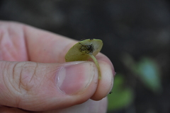Umbilicus rupestris