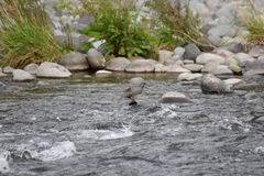 Hymenolaimus malacorhynchos