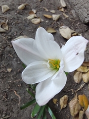 Zephyranthes drummondii