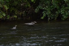 Hymenolaimus malacorhynchos