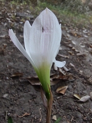 Zephyranthes drummondii