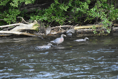 Hymenolaimus malacorhynchos