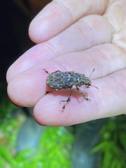 Euparius tapirus