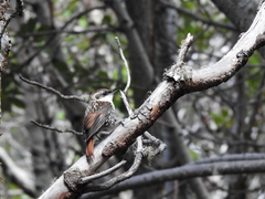 Pygarrhichas albogularis