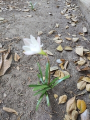 Zephyranthes drummondii