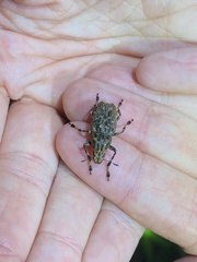 Euparius tapirus