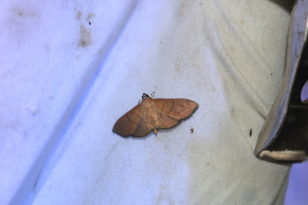 Bean-leaf Webworm Moth